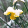 Snow_on_daffodil