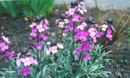 wallflower 'Bowles Mauve' (erysimum)