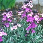 Wallflower
