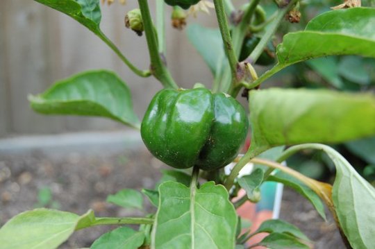 Pepper