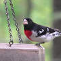 Rose-breasted_grosbeak_male_side_5-06-08_sm
