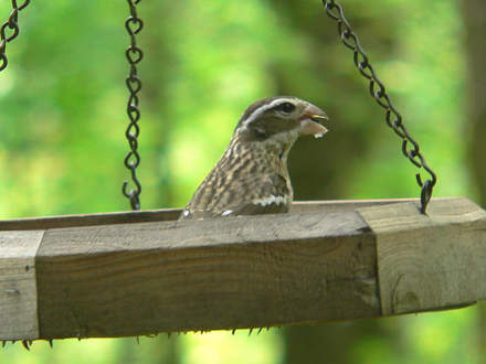 Female Rose-breasted Grosbeak