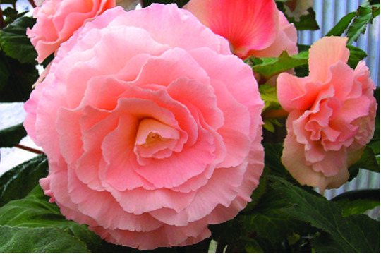Begonia Kathryn Hartley
