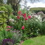 hollyhocks
