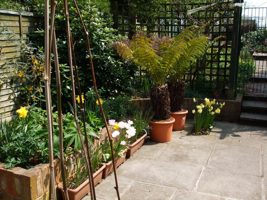 A garden flower photo