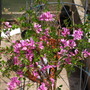 Brens_photos_291