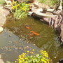 Baskinggoldfishvistabilepond07