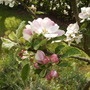 Family Apple Tree in Full Blossom 05.08 (Malus domestica (Vistabile))