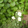 Potentilla_abbotswood_bloomsvistabilelobbyborder07