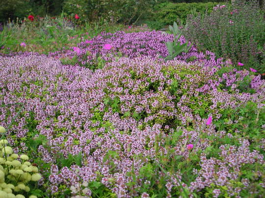 Thyme in flower
