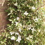 Clematis montana.in flower 05.08 (Clematis montana  (Vistabile))