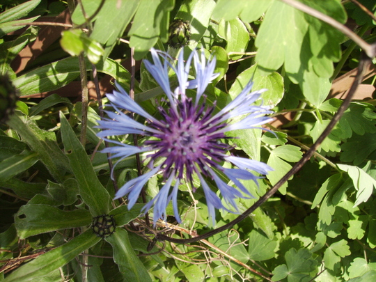 Greater Knapweed [Centaurea scabiosa] Close Up 0508 (Centaurea scabiosa (Vistabile))