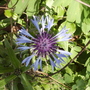 Greater Knapweed [Centaurea scabiosa] Close Up 0508 (Centaurea scabiosa (Vistabile))