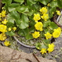Marshmarigoldsvistabilepond15