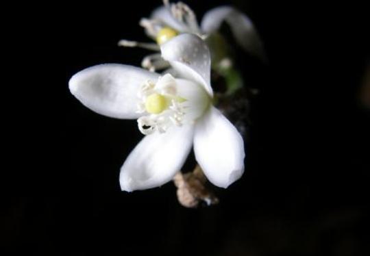 lemon blossom (Citrus limon (Lemon))