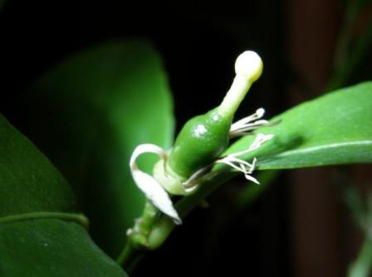 baby lemon (Citrus limon (Lemon))