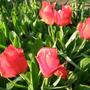 Copy_of_garden_004