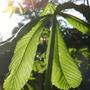 Copy_of_garden_008