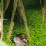 Copy_of_garden_016