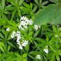 Copy_of_garden_021