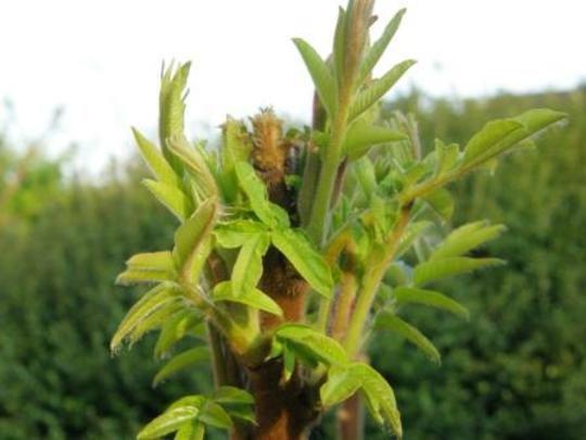 rhus typhina (Rhus typhina (Stag's horn sumach))