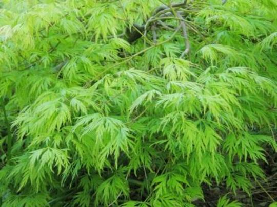 acer (Acer Dissectum)