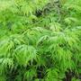 Copy_of_garden_025