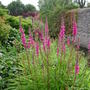 Loosestrife