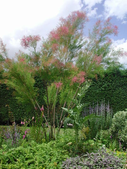 Tamarix (Tamarix ramosissima)