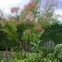 Tamarisk