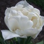 White_double_tulip