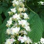 Horse Chestnut blossom (Aesculus hippocastanum)