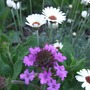 Verbena__homestead__purple____rhodanthemum__african_eyes_