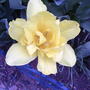 2008-05-07_005