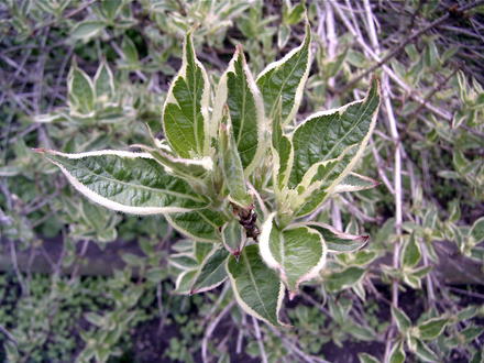 Weigela is leafing out now (Weigela florida 'Variegata')