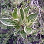 2008-05-07_025