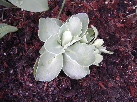 Stonecrop Autumn joy planted (Sedum 'Herbstfreude')