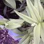 False Solomon's Seal (Smilacina stellata)