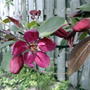 2008-05-07_flowering_crabapple