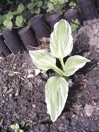 Hosta 'Albo - marginata' (Hosta fortunei 'Albo-marginata')