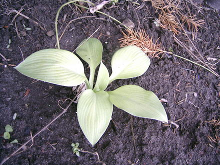 Hosta 'Gold standard' (Hosta 'Gold Standard')