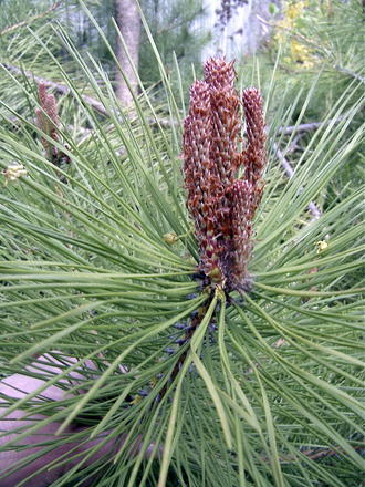 Red pine 'flowers' (Pinus resinosa)