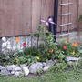 2008-05-07_sewer_pipe_garden
