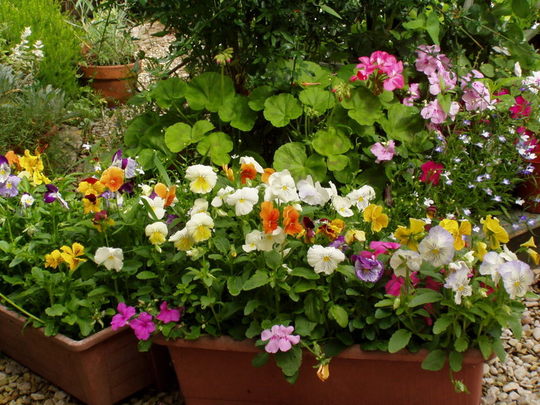 A garden flower photo
