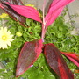 Dsc00048