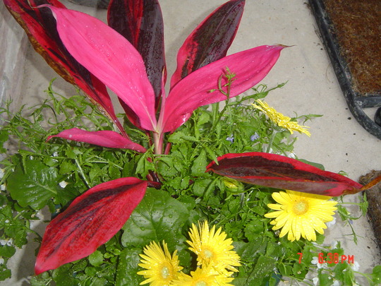 A garden flower photo
