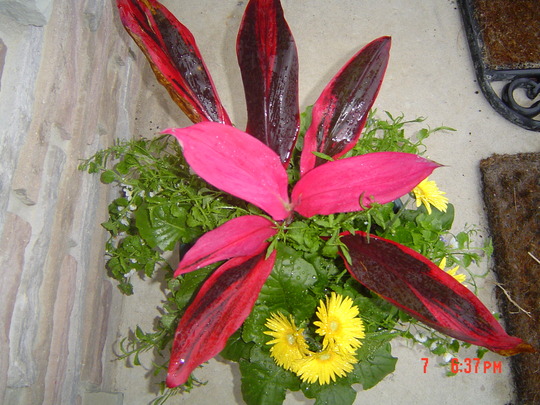 A garden flower photo