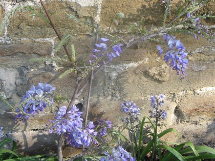 Mini Wisteria (Wisteria sinensis (Chinese wisteria))