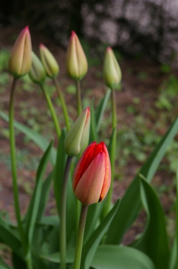 Looks like it will open today? (Tulipa acuminata (Tulip))
