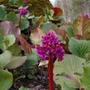 Its flowering (Bergenia cordifolia (Elephant's ears))